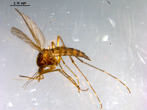  ( - 10PROBE-12764)  @13 [ ] CreativeCommons - Attribution (2011) CBG Photography Group Centre for Biodiversity Genomics