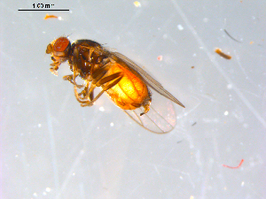 ( - 10PROBE-12777)  @12 [ ] CreativeCommons - Attribution (2011) CBG Photography Group Centre for Biodiversity Genomics