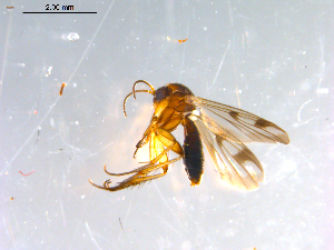  ( - 10PROBE-12784)  @13 [ ] CreativeCommons - Attribution (2011) CBG Photography Group Centre for Biodiversity Genomics