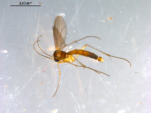  ( - 10PROBE-12786)  @13 [ ] CreativeCommons - Attribution (2011) CBG Photography Group Centre for Biodiversity Genomics