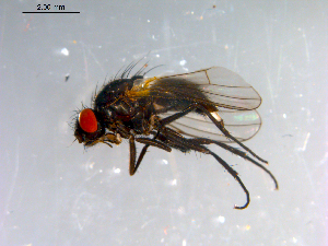  ( - 10PROBE-12815)  @13 [ ] CreativeCommons - Attribution (2011) CBG Photography Group Centre for Biodiversity Genomics