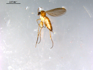  ( - 10PROBE-12890)  @13 [ ] CreativeCommons - Attribution (2011) CBG Photography Group Centre for Biodiversity Genomics
