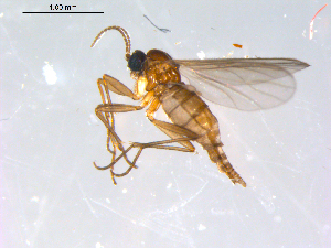  ( - 10PROBE-12894)  @11 [ ] CreativeCommons - Attribution (2011) CBG Photography Group Centre for Biodiversity Genomics