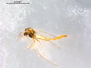  ( - 10PROBE-12915)  @13 [ ] CreativeCommons - Attribution (2011) CBG Photography Group Centre for Biodiversity Genomics