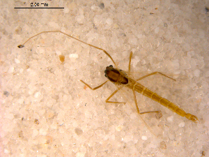  ( - 10PROBE-12918)  @13 [ ] CreativeCommons - Attribution (2011) CBG Photography Group Centre for Biodiversity Genomics