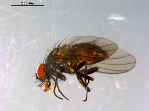  ( - 10PROBE-12923)  @12 [ ] CreativeCommons - Attribution (2011) CBG Photography Group Centre for Biodiversity Genomics