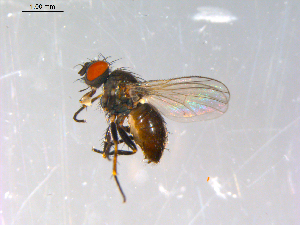  ( - 10PROBE-12925)  @13 [ ] CreativeCommons - Attribution (2011) CBG Photography Group Centre for Biodiversity Genomics