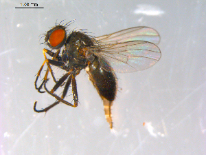  ( - 10PROBE-12926)  @13 [ ] CreativeCommons - Attribution (2011) CBG Photography Group Centre for Biodiversity Genomics