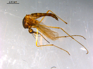  ( - 10PROBE-12943)  @13 [ ] CreativeCommons - Attribution (2011) CBG Photography Group Centre for Biodiversity Genomics