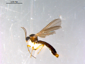  ( - 10PROBE-12945)  @12 [ ] CreativeCommons - Attribution (2011) CBG Photography Group Centre for Biodiversity Genomics