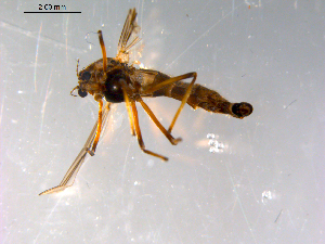  ( - 10PROBE-12964)  @13 [ ] CreativeCommons - Attribution (2011) CBG Photography Group Centre for Biodiversity Genomics
