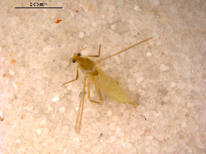  ( - 10PROBE-12994)  @13 [ ] CreativeCommons - Attribution (2011) CBG Photography Group Centre for Biodiversity Genomics