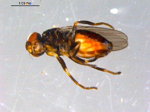  ( - 10PROBE-13006)  @12 [ ] CreativeCommons - Attribution (2011) CBG Photography Group Centre for Biodiversity Genomics