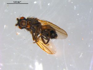  ( - 10PROBE-13007)  @13 [ ] CreativeCommons - Attribution (2011) CBG Photography Group Centre for Biodiversity Genomics