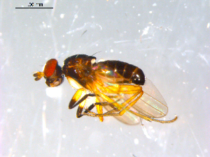  ( - 10PROBE-13042)  @12 [ ] CreativeCommons - Attribution (2011) CBG Photography Group Centre for Biodiversity Genomics
