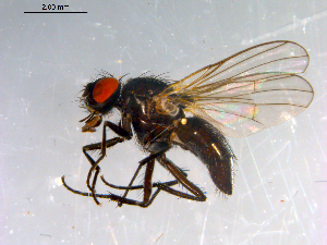  ( - 10PROBE-13049)  @13 [ ] CreativeCommons - Attribution (2011) CBG Photography Group Centre for Biodiversity Genomics