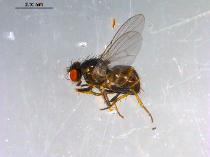  ( - 10PROBE-13055)  @13 [ ] CreativeCommons - Attribution (2011) CBG Photography Group Centre for Biodiversity Genomics