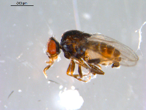  ( - 10PROBE-13069)  @13 [ ] CreativeCommons - Attribution (2011) CBG Photography Group Centre for Biodiversity Genomics