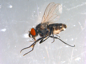  ( - 10PROBE-13073)  @13 [ ] CreativeCommons - Attribution (2011) CBG Photography Group Centre for Biodiversity Genomics
