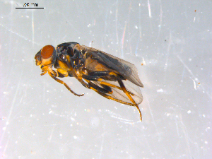  ( - 10PROBE-13087)  @13 [ ] CreativeCommons - Attribution (2011) CBG Photography Group Centre for Biodiversity Genomics