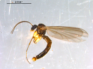  ( - 10PROBE-13092)  @12 [ ] CreativeCommons - Attribution (2011) CBG Photography Group Centre for Biodiversity Genomics
