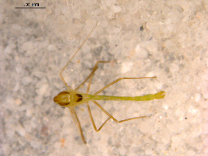  ( - 10PROBE-13137)  @12 [ ] CreativeCommons - Attribution (2011) CBG Photography Group Centre for Biodiversity Genomics