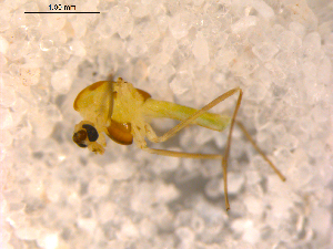  ( - 10PROBE-13141)  @12 [ ] CreativeCommons - Attribution (2011) CBG Photography Group Centre for Biodiversity Genomics