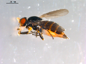  ( - 10PROBE-13149)  @13 [ ] CreativeCommons - Attribution (2011) CBG Photography Group Centre for Biodiversity Genomics
