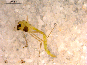  ( - 10PROBE-13154)  @12 [ ] CreativeCommons - Attribution (2011) CBG Photography Group Centre for Biodiversity Genomics