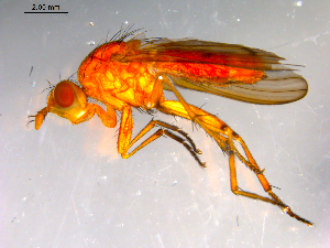  ( - 10PROBE-13157)  @12 [ ] CreativeCommons - Attribution (2011) CBG Photography Group Centre for Biodiversity Genomics