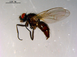  ( - 10PROBE-13188)  @13 [ ] CreativeCommons - Attribution (2011) CBG Photography Group Centre for Biodiversity Genomics