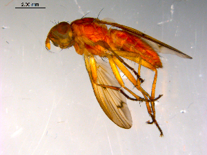  ( - 10PROBE-13194)  @13 [ ] CreativeCommons - Attribution (2011) CBG Photography Group Centre for Biodiversity Genomics