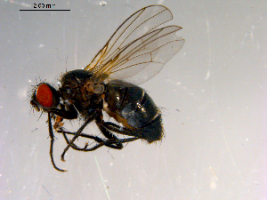  ( - 10PROBE-13224)  @13 [ ] CreativeCommons - Attribution (2011) CBG Photography Group Centre for Biodiversity Genomics