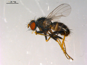  ( - 10PROBE-13228)  @13 [ ] CreativeCommons - Attribution (2011) CBG Photography Group Centre for Biodiversity Genomics