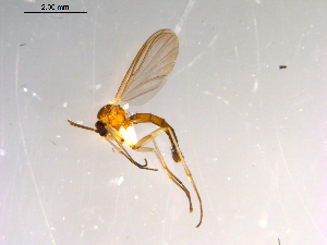  ( - 10PROBE-13251)  @13 [ ] CreativeCommons - Attribution (2011) CBG Photography Group Centre for Biodiversity Genomics
