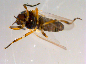  ( - 10PROBE-13262)  @12 [ ] CreativeCommons - Attribution (2011) CBG Photography Group Centre for Biodiversity Genomics