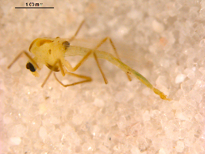 ( - 10PROBE-13286)  @12 [ ] CreativeCommons - Attribution (2011) CBG Photography Group Centre for Biodiversity Genomics