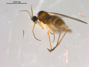  ( - 10PROBE-13312)  @12 [ ] CreativeCommons - Attribution (2011) CBG Photography Group Centre for Biodiversity Genomics