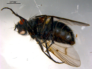  ( - 10PROBE-13316)  @12 [ ] CreativeCommons - Attribution (2011) CBG Photography Group Centre for Biodiversity Genomics
