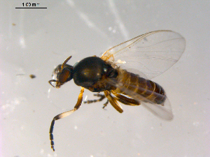  ( - 10PROBE-13346)  @13 [ ] CreativeCommons - Attribution (2011) CBG Photography Group Centre for Biodiversity Genomics