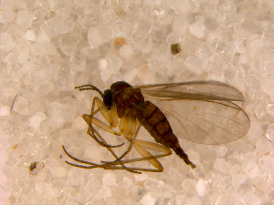  ( - 10PROBE-13365)  @12 [ ] CreativeCommons - Attribution (2011) CBG Photography Group Centre for Biodiversity Genomics
