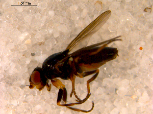  ( - 10PROBE-13375)  @12 [ ] CreativeCommons - Attribution (2011) CBG Photography Group Centre for Biodiversity Genomics