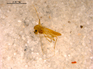  ( - 10PROBE-13382)  @13 [ ] CreativeCommons - Attribution (2011) CBG Photography Group Centre for Biodiversity Genomics