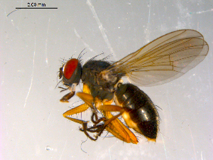  ( - 10PROBE-13393)  @12 [ ] CreativeCommons - Attribution (2011) CBG Photography Group Centre for Biodiversity Genomics