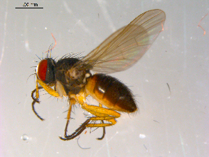  ( - 10PROBE-13394)  @13 [ ] CreativeCommons - Attribution (2011) CBG Photography Group Centre for Biodiversity Genomics
