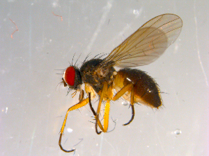  ( - 10PROBE-13395)  @13 [ ] CreativeCommons - Attribution (2011) CBG Photography Group Centre for Biodiversity Genomics