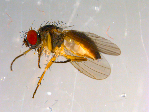  ( - 10PROBE-13396)  @13 [ ] CreativeCommons - Attribution (2011) CBG Photography Group Centre for Biodiversity Genomics