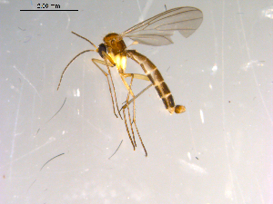  ( - 10PROBE-13418)  @13 [ ] CreativeCommons - Attribution (2011) CBG Photography Group Centre for Biodiversity Genomics