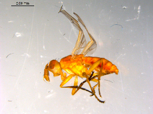  ( - 10PROBE-13427)  @12 [ ] CreativeCommons - Attribution (2011) CBG Photography Group Centre for Biodiversity Genomics