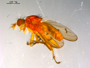  ( - 10PROBE-13428)  @13 [ ] CreativeCommons - Attribution (2011) CBG Photography Group Centre for Biodiversity Genomics